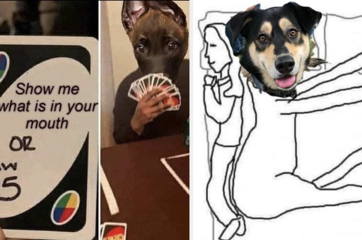 Meme Trends All Your Meme